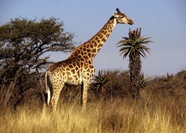 giraffe(1)